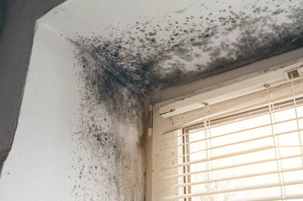 Affordable Black Mold Removal solutions in Laveen, AZ